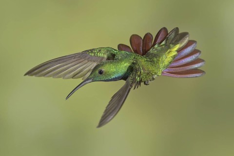 Green-breasted Mango (Anthracothorax prevostii), Costa Rica