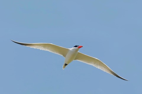 Caspian Tern (Hydroprogne caspia) male flying, Turkey