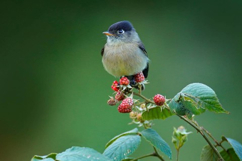 Black-capped flycatcher, Empidonax atriceps. Very small passerine bird in the tyrant flycatcher