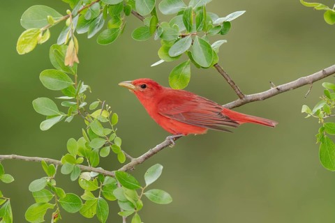 Summer Tanager (Piranga rubra) male perched on a branch, Texas, USA