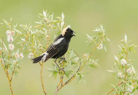 Bobolink (Dolichonyx oryzivorus) male singing, perched on a twig, Minnesota, USA