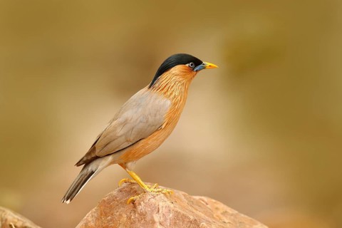 Wildlife India. Brahminy myna or brahminy starling, Sturnia pagodarum, bird from India. Myna