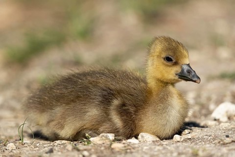Greylag Goose (Anser anser) chick, Baden-Wuerttemberg, Germany