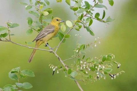 Orchard Oriole (Icterus spurius) female, Texas, USA