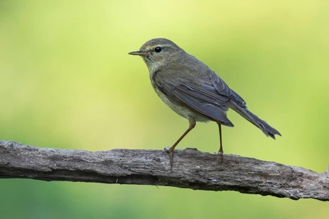 Common Chiffchaff (Phylloscopus collybita) perched on a branch, Lower Saxony, Germany