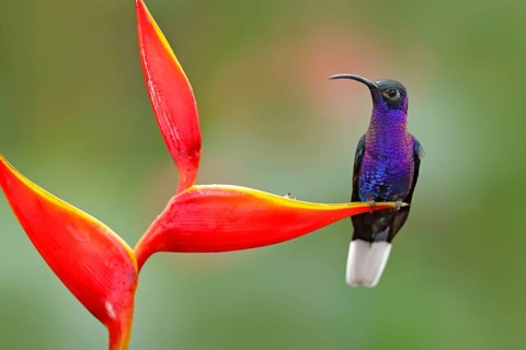Tropic bird with red flower. Hummingbird, action wildlife scene from nature. Hummingbird from Costa