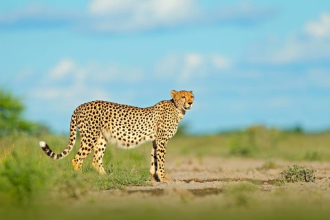 Cheetah in grass, blue sky with clouds. Spotted wild cat in nature habitat. Cheetah, Acinonyx
