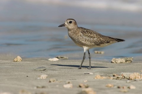 American Golden Plover (Pluvialis dominica), Costa Rica