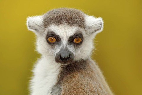 Detail portrait of cute monkey. Portrait of Ring-tailed Lemur, Lemur catta, with yellow clear