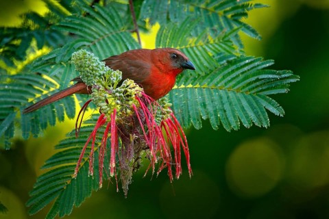Red-throated Ant-Tanager, Habia fuscicauda, red bird in the nature habitat. Tanager sitting on the