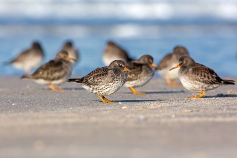 Purple Sandpiper (Calidris maritima), Schleswig-Holstein, Germany