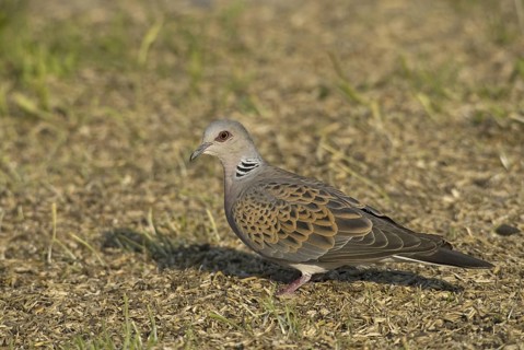 European Turtle Dove (Streptopelia turtur), Saxony, Germany