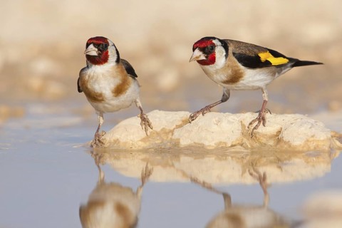 European Goldfinch (Carduelis carduelis), North Dalmatia, Croatia