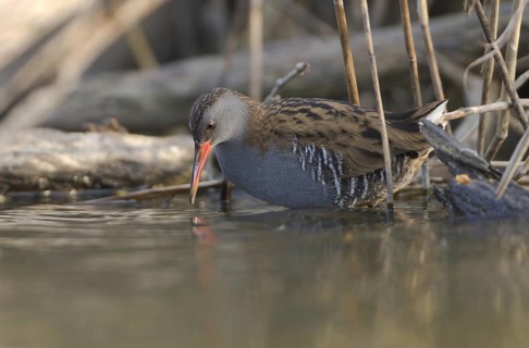 Water Rail (Rallus aquaticus), Saxony, Germany