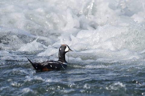 Harlequin Duck (Histrionicus histrionicus) male, Iceland