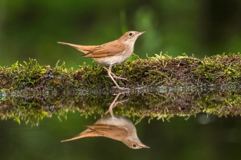 Common Nightingale (Luscinia megarhynchos) at a waterhole, Subotica, Serbia