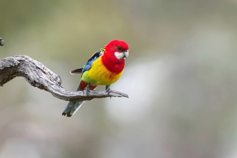 Eastern Rosella (Platycercus eximius) male perched on a branch, Victoria, Australia