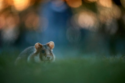 Common Hamster (Cricetus cricetus) foraging on meadow, Vienna, Austria