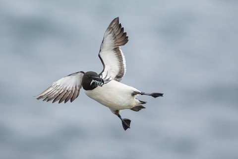 Razorbill (Alca torda islandica) flying with sandeels in beak, Iceland