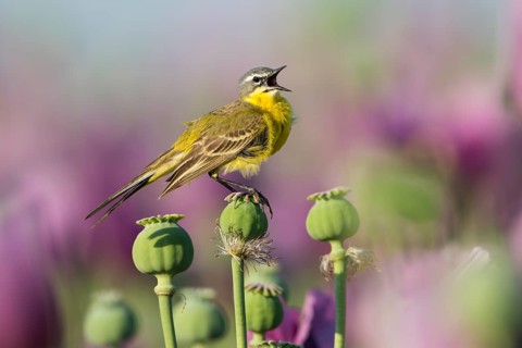 Western Yellow Wagtail (Motacilla flava) male perched on a poppy seed (Papaver somniferum) capsule,