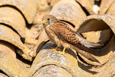 Lesser Kestrel (Falco naumanni) female on a roof, Castile-La Mancha, Spain