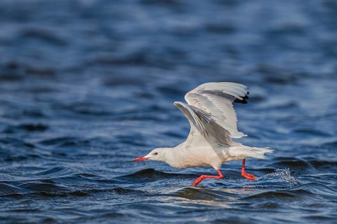 Slender-billed Gull (Chroicocephalus genei) flying, Sardinia, Italy