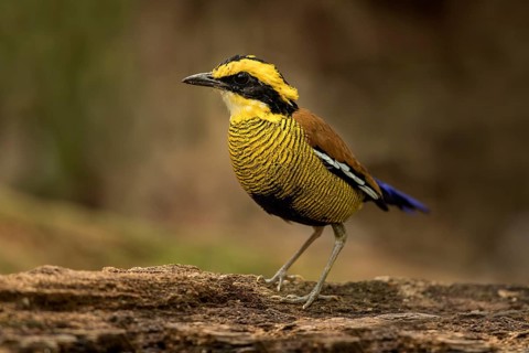 Bornean Banded Pitta (Hydrornis schwaneri) young male perched on a log, Sabah, Malaysia