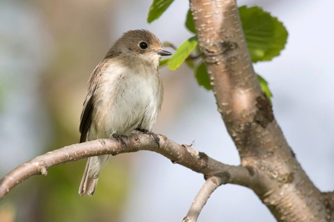 European Pied Flycatcher (Ficedula hypoleuca) female, Varanger, Norway