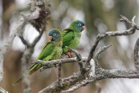 Blue-crowned Parakeet (Thectocercus acuticaudatus) pair, Corrientes, Argentina