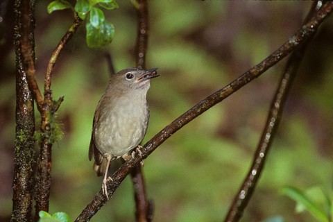 Puaiohi, Small Kauai Thrush, Myadestes palmeri, endangered
