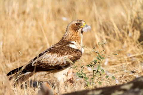 Booted Eagle (Hieraaetus pennatus) female, Castile and Leon, Spain