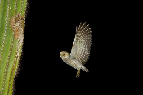 Elf Owl Micrathene whitneyi Tucson, Pima County, Arizona, United States 7 June Adult flying to nest