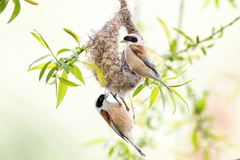Eurasian Penduline Tit (Remiz pendulinus) pair building nest, Saxony-Anhalt, Germany