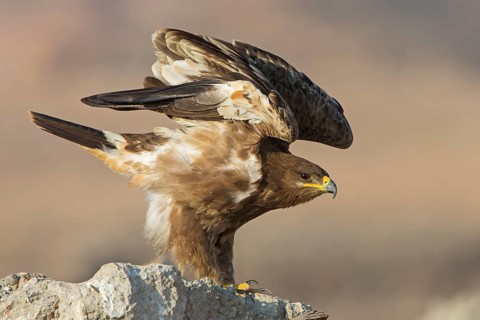 Steppe Eagle (Aquila nipalensis) juvenile perched on the ground, spreading wings, Dhofar, Oman
