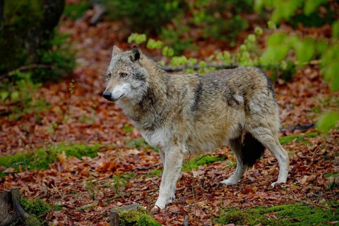 Gray wolf, Canis lupus, in the spring light green leaves forest