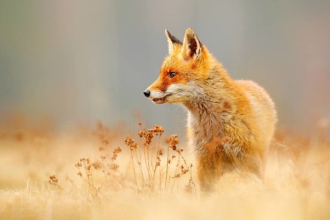 Red Fox hunting, Vulpes vulpes, wildlife scene from Europe. Orange fur coat animal in the nature