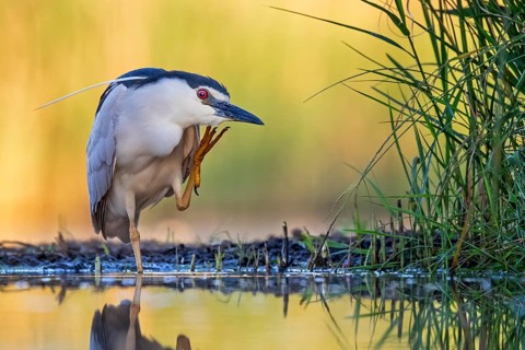 Black-crowned Night Heron (Nycticorax nycticorax) foraging, Hungary