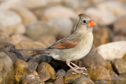 Northern Cardinal Cardinalis cardinalis Rio Grande City, Starr County, Texas, United States 27