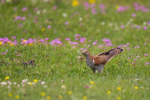 Common Cuckoo (Cuculus canorus) female perched on flowering meadow, Lake Hovsgol, Mongolia