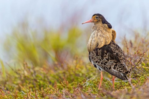 Kampfläufer, Ruff, Philomachus pugnax, Combattant varié, Chevalier combattant, Combatiente