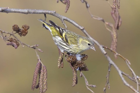 Eurasian Siskin (Spinus spinus) female, St. Gallen, Switzerland