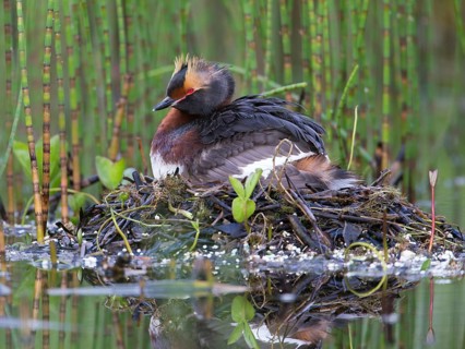 Horned Grebe (Podiceps auritus) on nest, Sweden