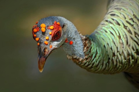 Ocellated turkey, Meleagris ocellata, rare bizar bird, Tikal National Park, Gutemala. Wild turkey,
