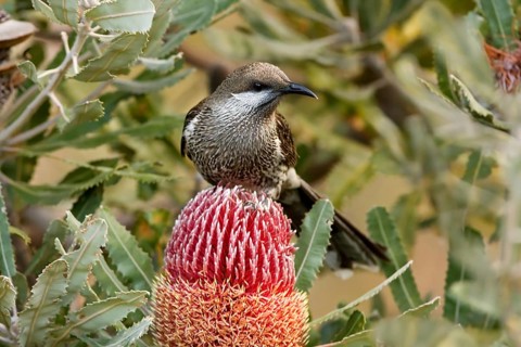 Western Wattlebird (Anthochaera lunulata), Western Australia, Australia
