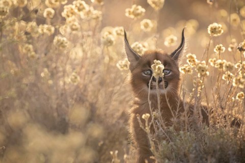 Caracal (Caracal caracal) cub portrait in meadow with flowers, Castile-La Mancha, Spain