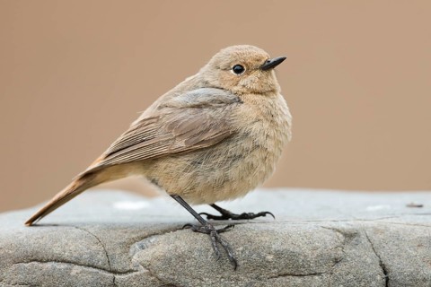 Black Redstart - Hausrotschwanz - Phoenicurus ochruros ssp. phoenicuroides, Kyrgyzstan, adult