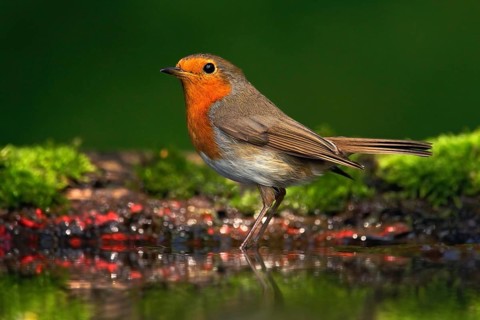 Orange songbird European Robin, Erithacus rubecula, sitting in the water, nice lichen tree branch,