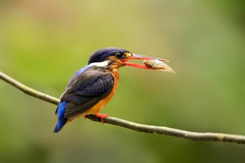 Blue-eared Kingfisher (Alcedo meninting) female perched on a branch with fish in beak, Selangor,