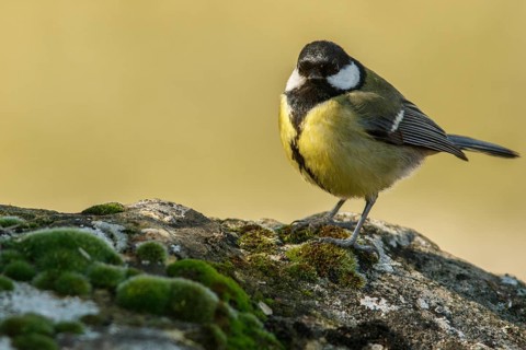 Great Tit (Parus major), perched on a stone, Cantalejo, Castile and Leon, Spain
