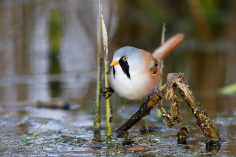 Bearded Reedling (Panurus biarmicus) male foraging in reedbed, Mecklenburg-Western, Pomerania,